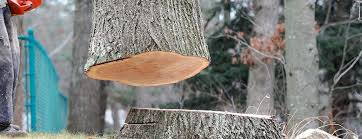 How Our Tree Care Process Works  in  Southmont, PA