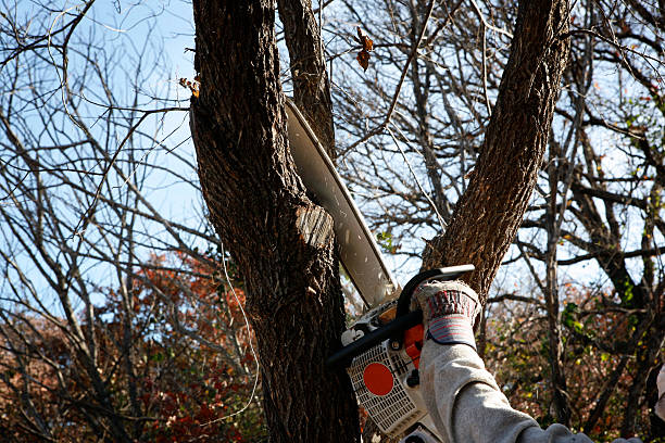 Trusted Southmont, PA Tree Care Experts